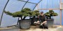 Japonské zahrady, okrasná jezírka, bonsaje, zahradní bonsaje