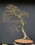 Japonské zahrady, okrasná jezírka, bonsaje, zahradní bonsaje  (zobrazit v plné velikosti)